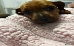Mixed Breed dogs for sale: Beautiful Doxies - Image 11