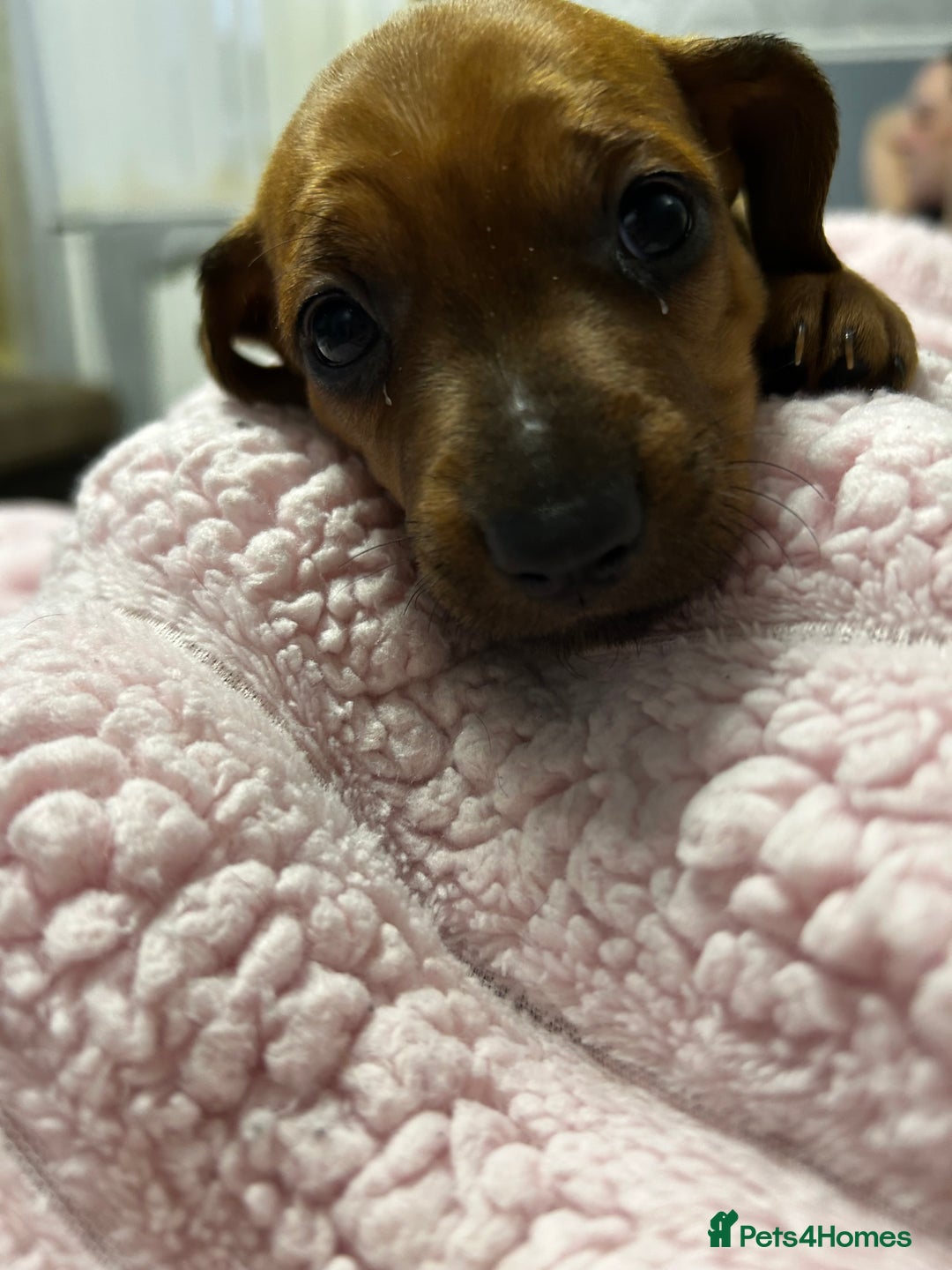 Mixed Breed dogs for sale: Beautiful Doxies - Image 11