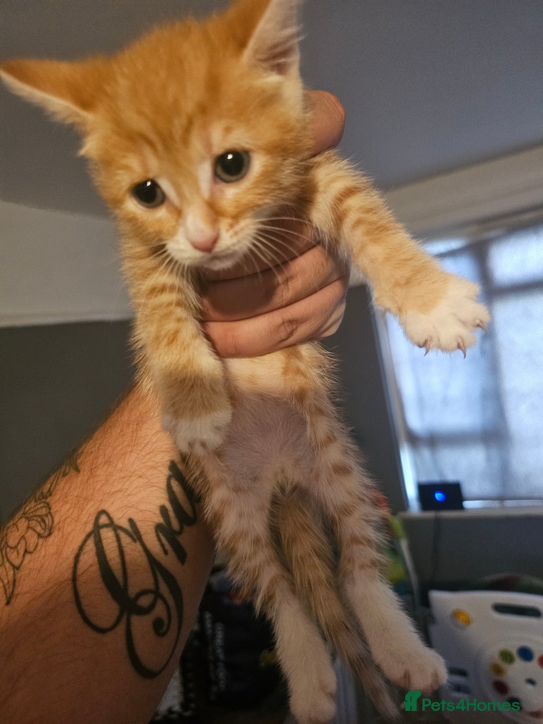 British Shorthair cats for sale: kittens for sale  - Image 1