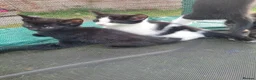 Mixed Breed cats for sale: Kittens looking for responsible& safe forever home in Birmingham - Advert 12