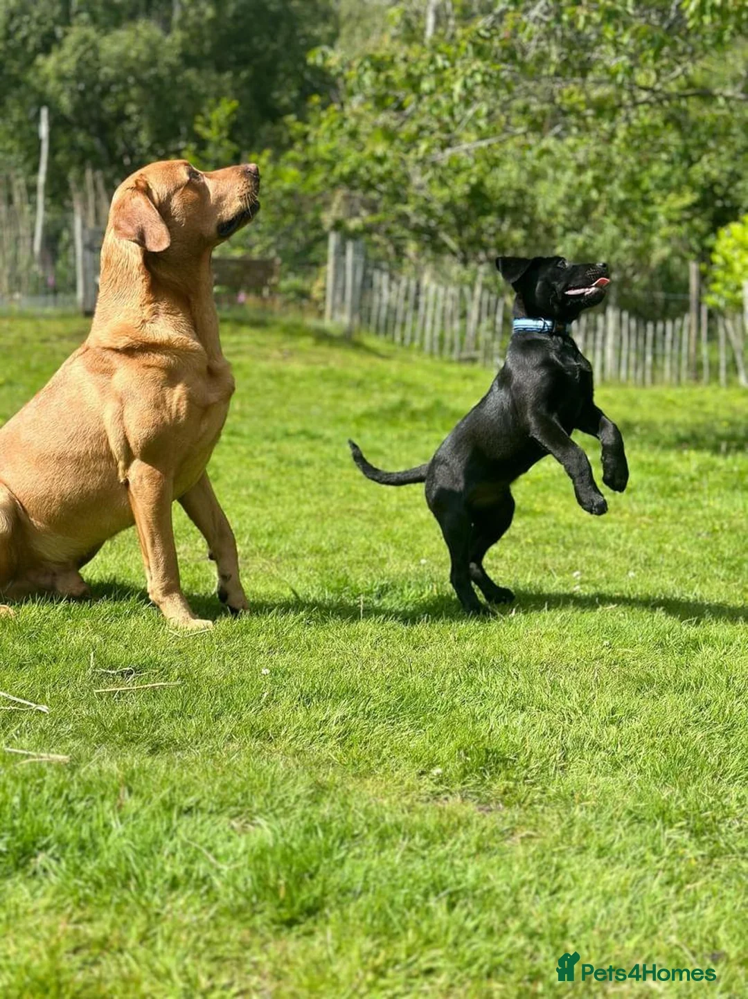 Labrador Retriever dogs for stud: Labrador retriever at Stud  in Blaydon-on-Tyne - Advert 11