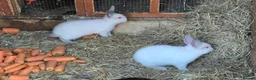 Mixed Breed rabbits for sale: Beautiful! in London - Advert 2