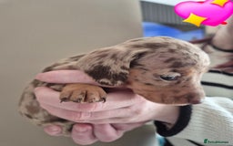 Miniature Dachshund dogs for sale: Looking for their forever 🏡 - Image 5