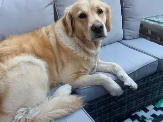 Golden Retriever dogs Golden retriever girl puppy. Ready to leave 14/4 - Advert 10