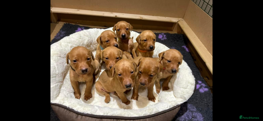 Labrador Retriever dogs for stud: Proven Fox Red Labrador for stud in Lewes - Image 13