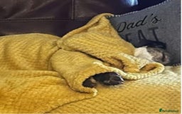 Mixed Breed dogs for adoption: Cody, crossbreed in need of loving home. - Advert 7