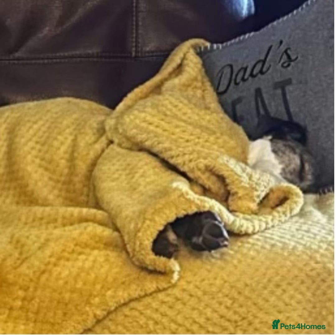 Mixed Breed dogs for adoption: Cody, crossbreed in need of loving home. - Advert 7