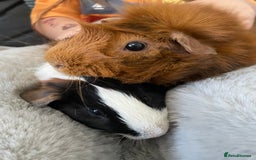 Guinea Pig rodents for sale: Bonded pair of male guineapigs. 1 adult 1 younger - Image 4