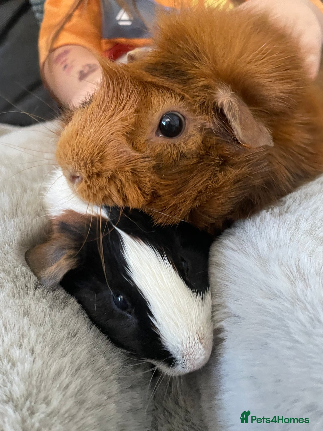 Guinea Pig rodents for sale: Bonded pair of male guineapigs. 1 adult 1 younger - Image 4