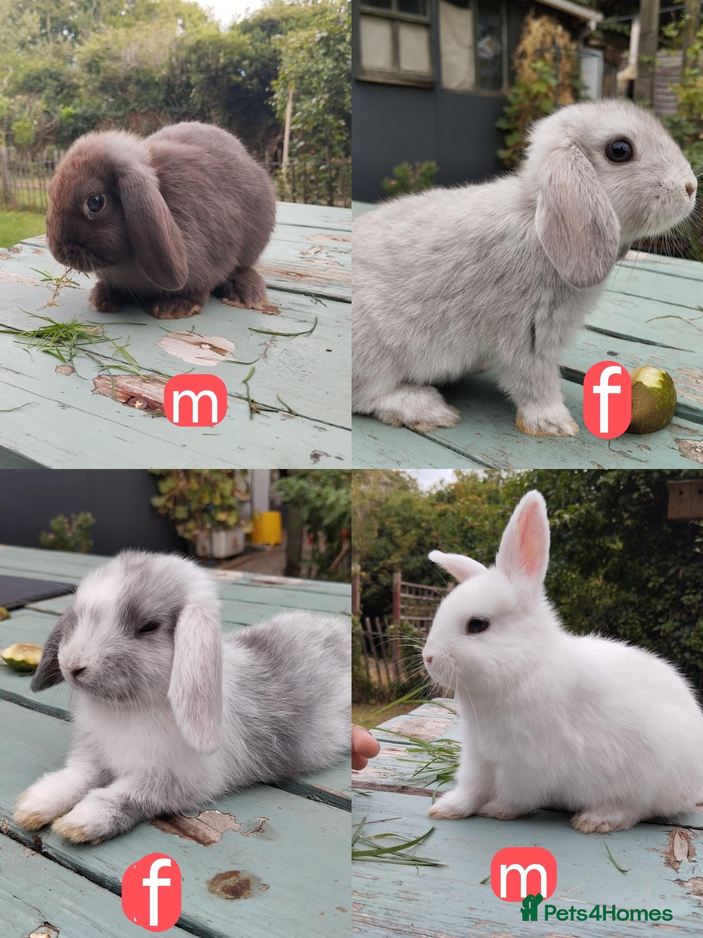 Mixed Breed rabbits Mixed breed £50 each - Advert 11