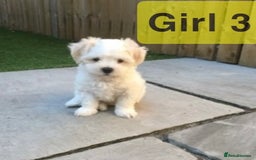 Maltipoo dogs for sale: Maltipoo Puppies  - Image 4