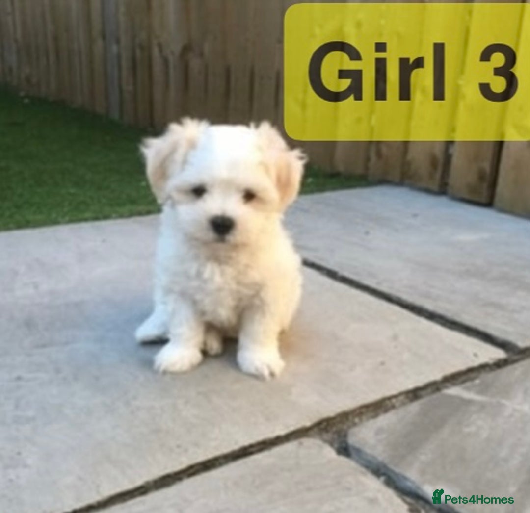 Maltipoo dogs for sale: Maltipoo Puppies  - Image 4