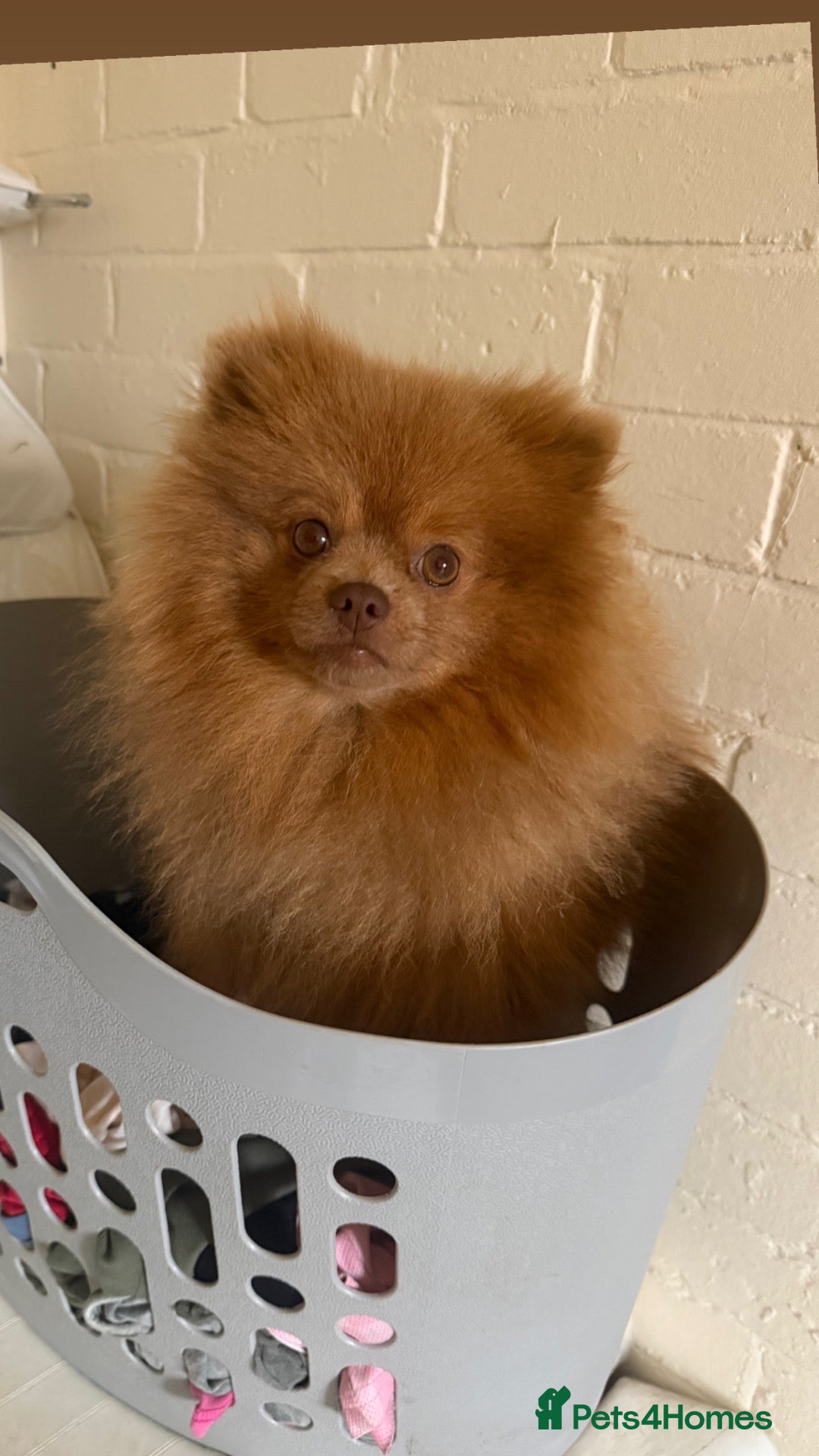 Pomeranian dogs 🐻 Beautiful Proven Pomeranian Stud – Bear 💙 - Advert 4