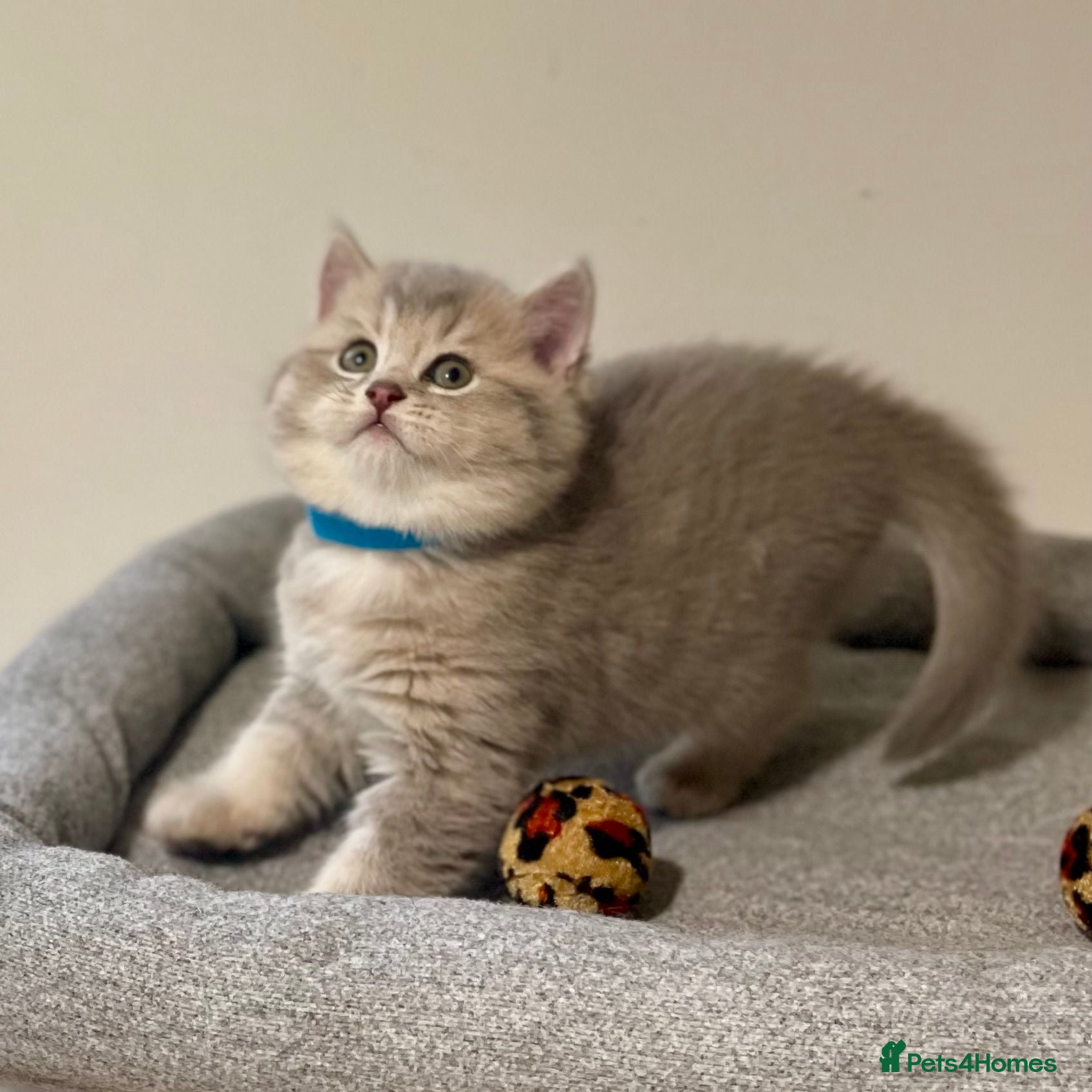 British Shorthair cats GCCF/TICA British Shorthair Champion line Kittens - Advert 2