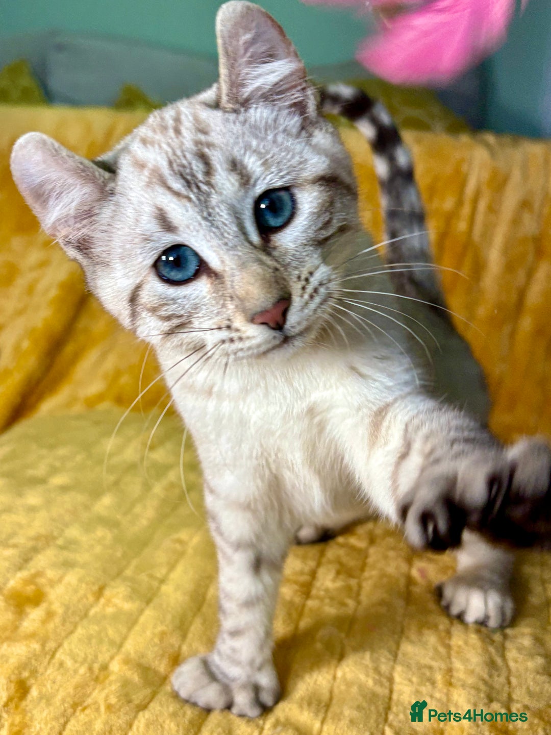 Keetso cats for sale: Superb polydactyl curled eared girl - Advert 11