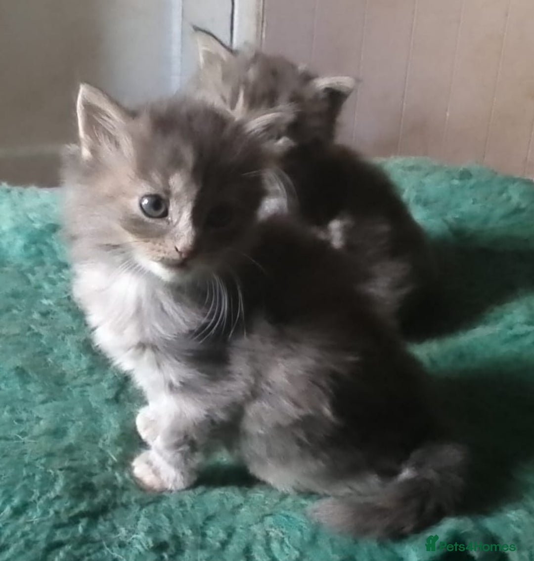 Mixed Breed cats for sale: AWESOME FLUFFY CHUNKY NORWEGIAN FOREST CAT X - Advert 28