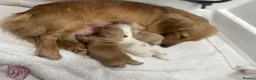 Miniature Dachshund dogs for sale: Miniature cream long hair puppies for sale  in Waltham Cross - Advert 1