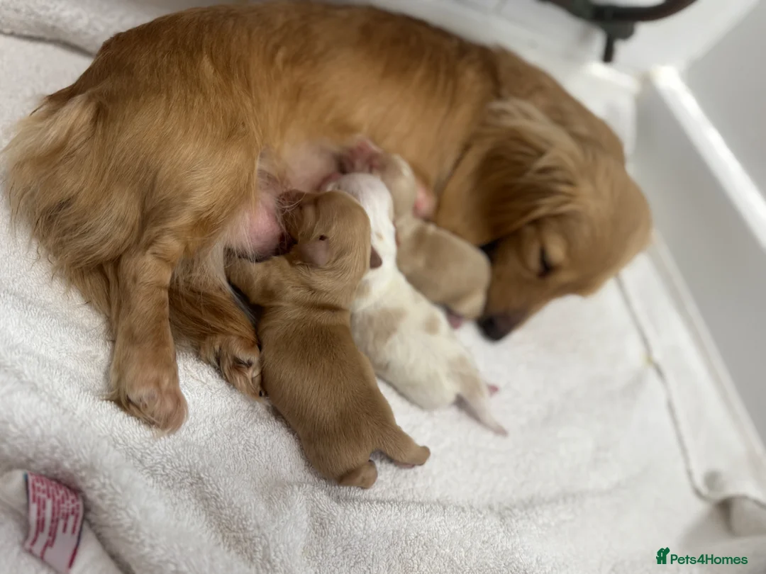 Miniature Dachshund dogs for sale: Miniature cream long hair puppies for sale  in Waltham Cross - Advert 1