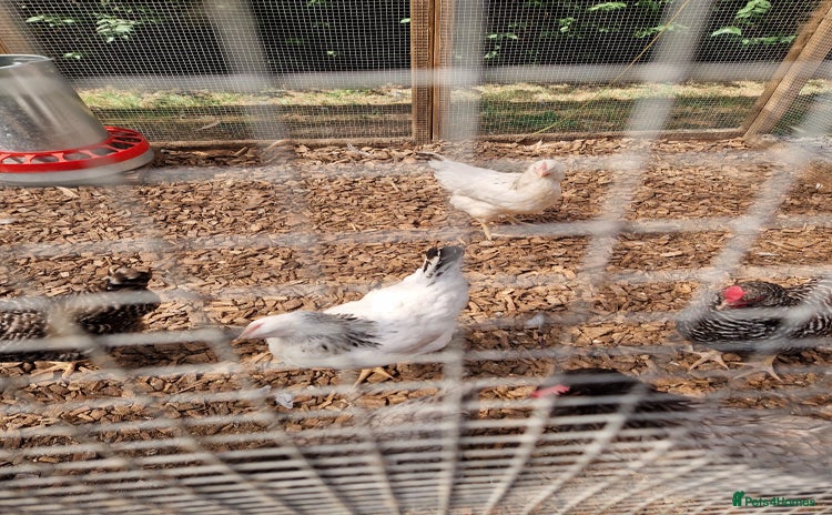 Chickens poultry - Advert 1
