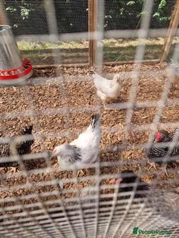 Chickens poultry - Advert 1