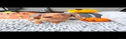 Dachshund dogs for sale: Miniature dachshunds  - Advert 23