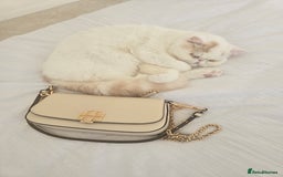 Exotic cats for sale: Stunning Rare Cream Van ESH Male - Image 8