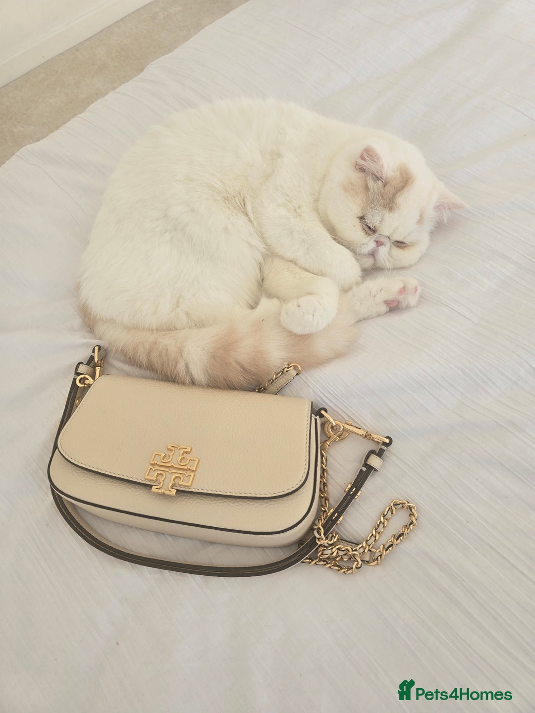 Exotic cats for sale: Stunning Rare Cream Van ESH Male - Image 8
