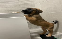 Mixed Breed dogs for sale: Belgian Malinois / Turkish Kangal / Cane Corso - Image 4