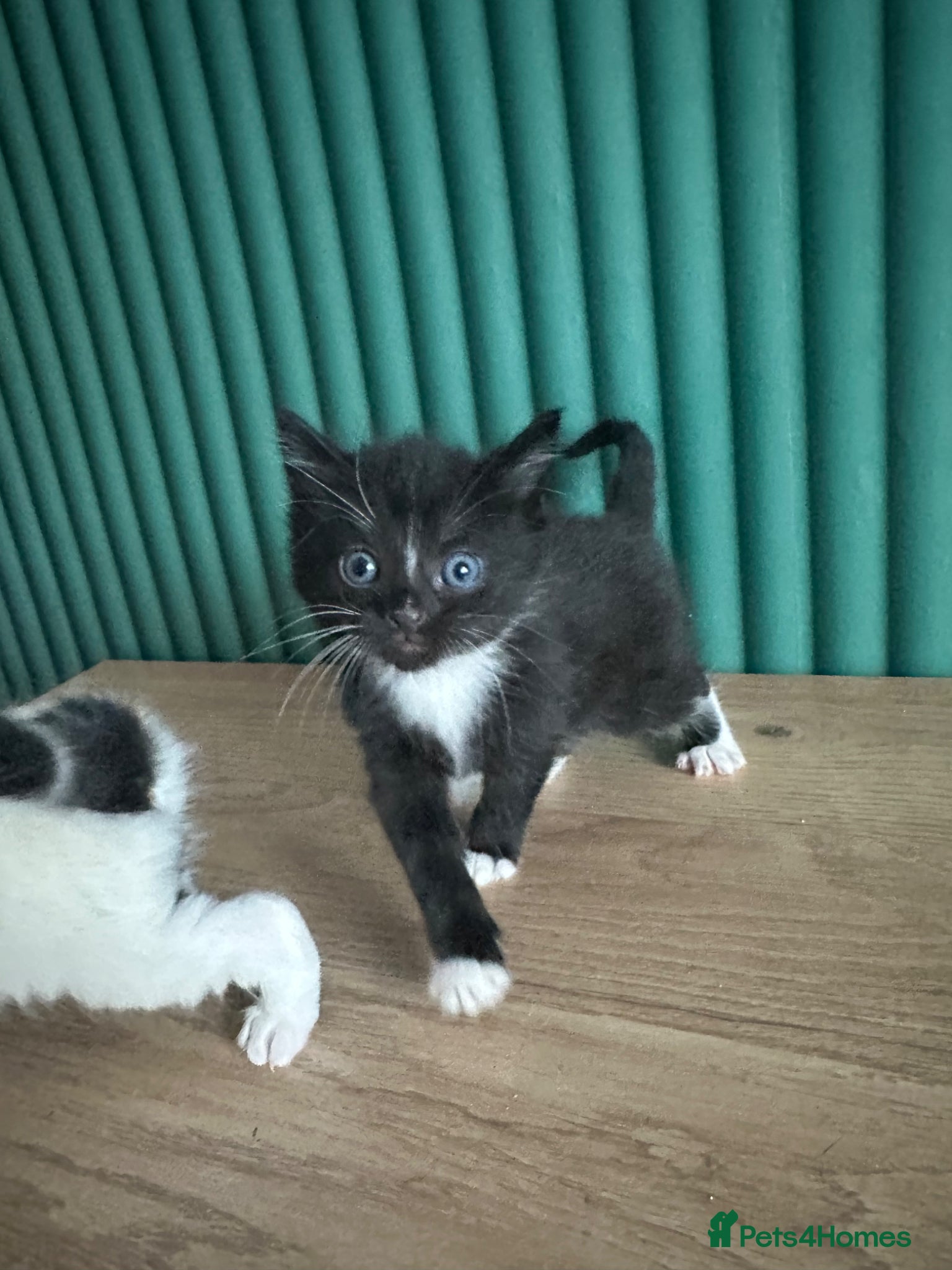 Mixed Breed cats Fluffy cute kittens  - Advert 16