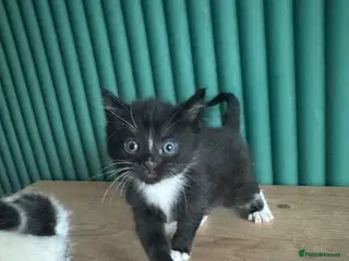 Mixed Breed cats Fluffy cute kittens - Advert 16