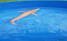 Other/Mixed Breed fish for sale: Albino sterlet  - Image 1