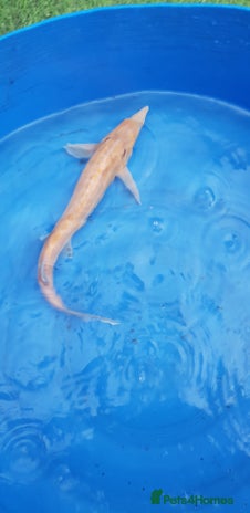 Other/Mixed Breed fish - Advert 2