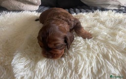 Cocker Spaniel dogs for sale: Beautiful Cocker Spaniel Litter  - Advert 9