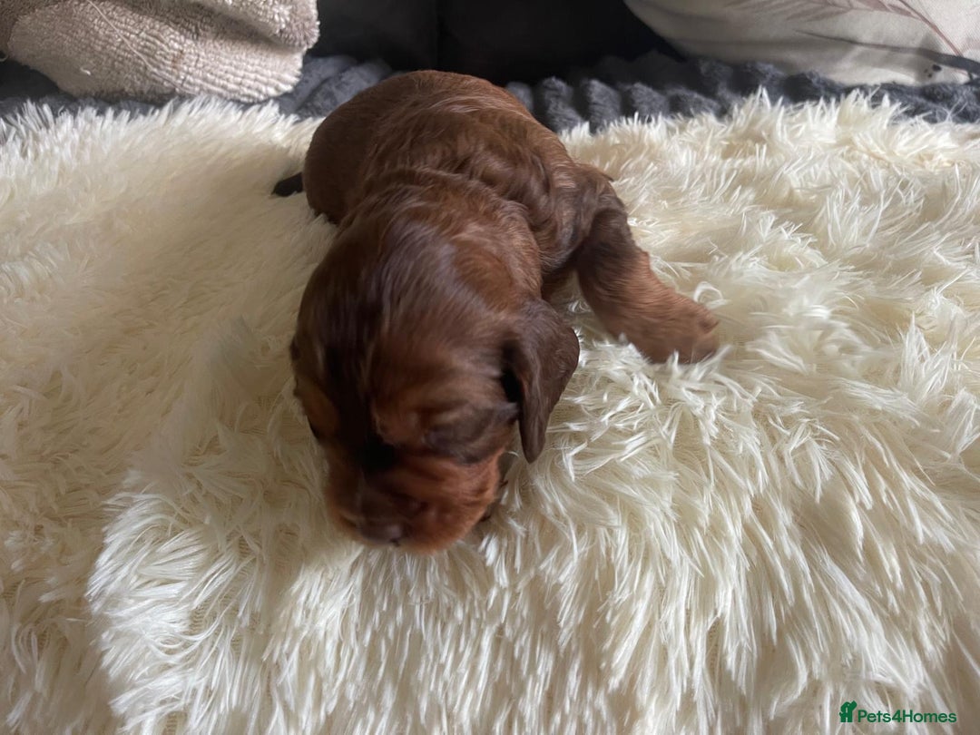 Cocker Spaniel dogs for sale: Beautiful Cocker Spaniel Litter  - Advert 9