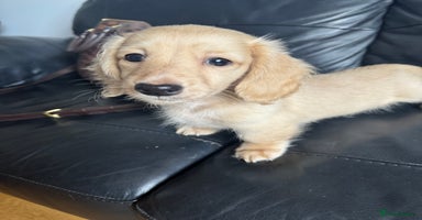 Miniature Dachshund dogs - Advert 14