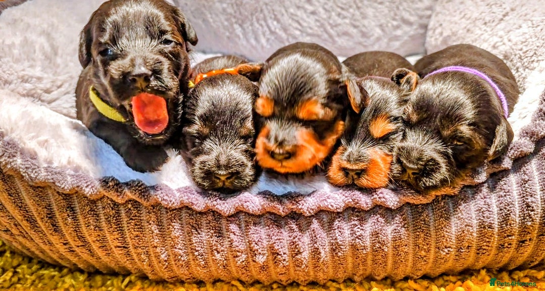 Yorkiepoo dogs for sale: GENUINE F1 YORKIEPOO PUPPIES  - Advert 2