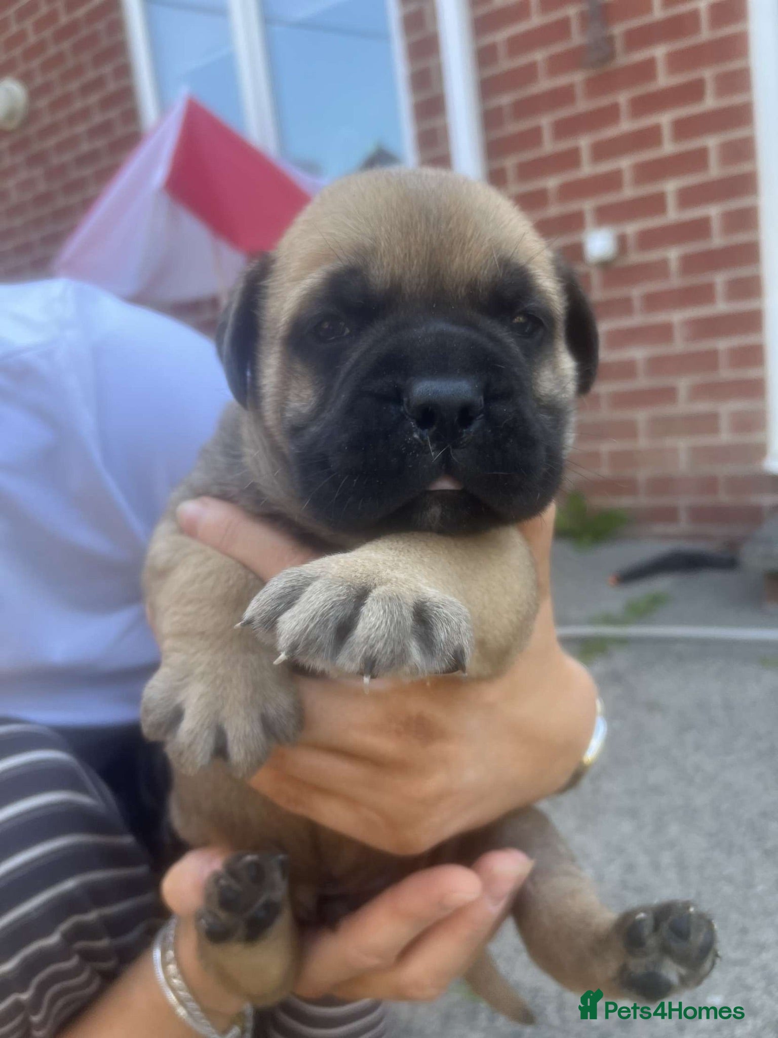 Bullmastiff dogs Rare opportunity bullmastiff dog puppy! - Advert 2