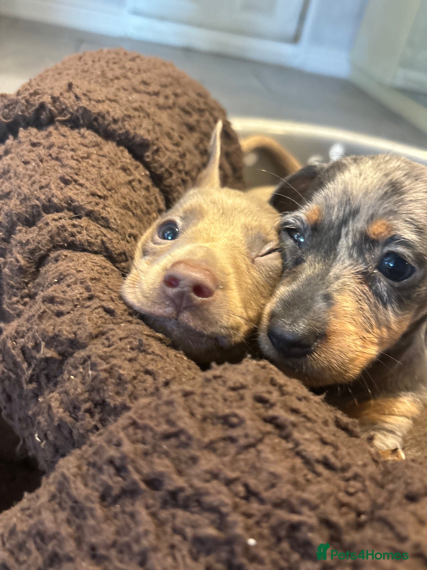 Miniature Dachshund dogs 8 beautiful miniture dachshund puppies!! - Advert 10