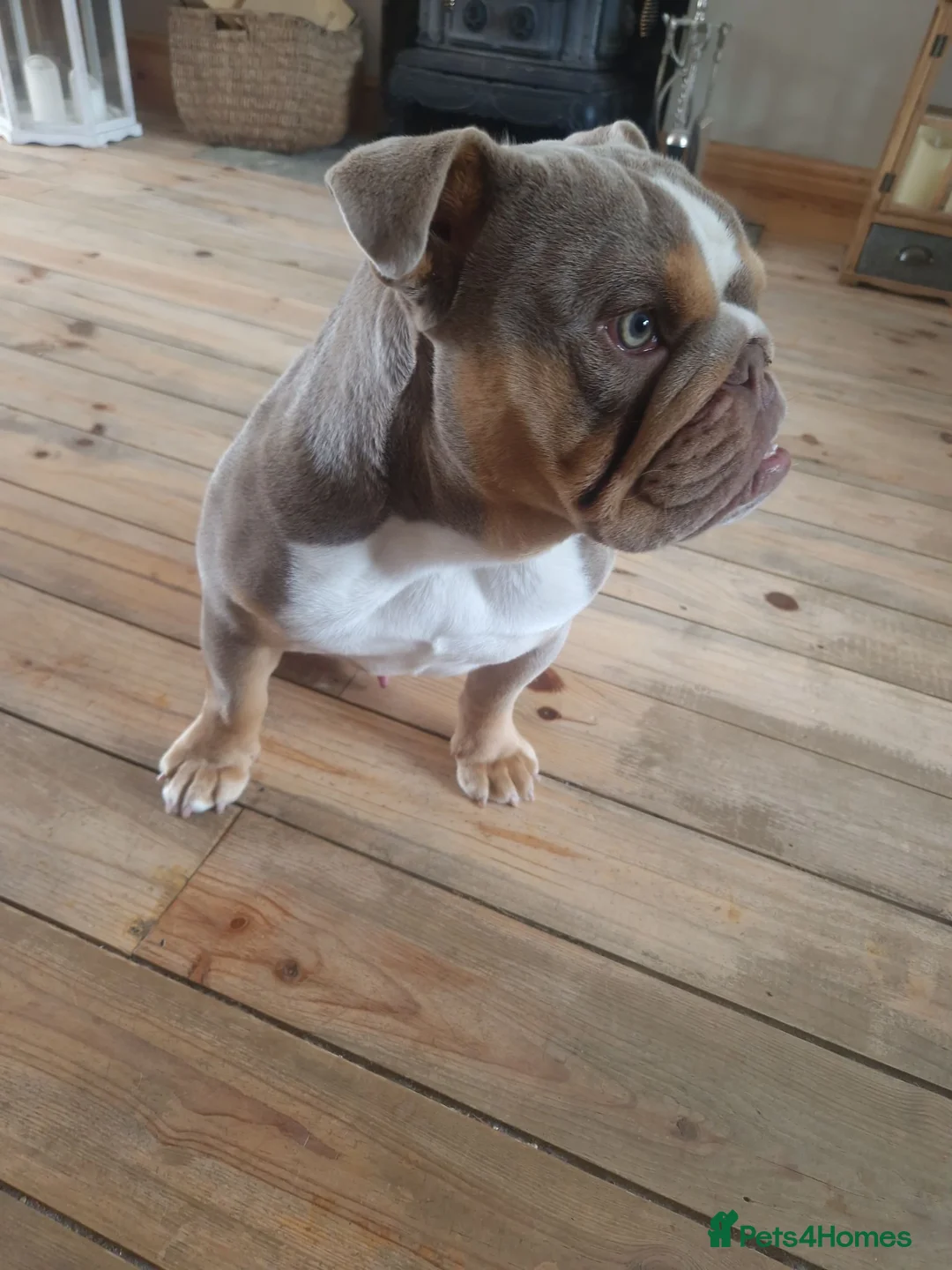 English Bulldog dogs for sale: English bulldog boy - Advert 7