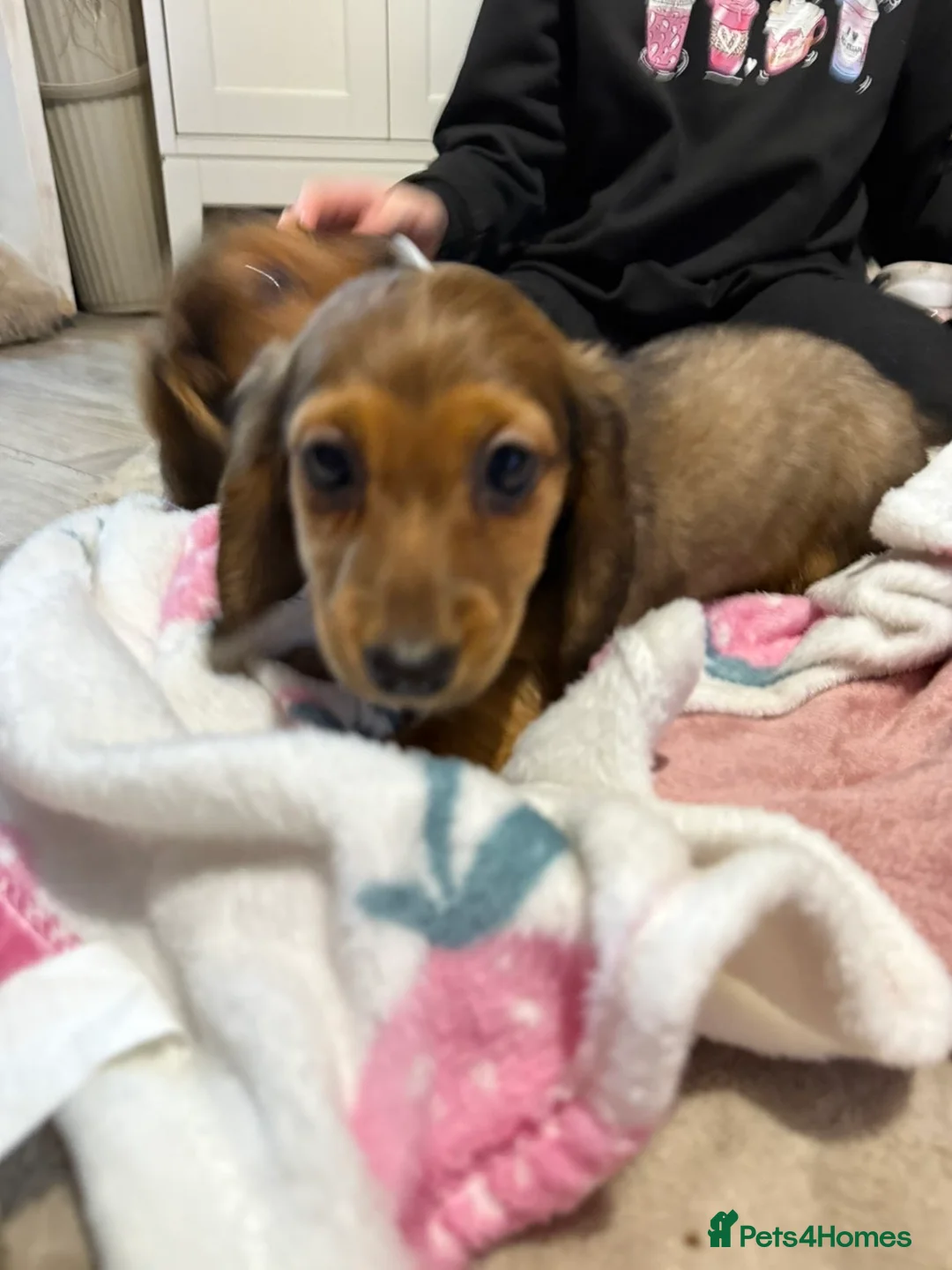 Dachshund dogs for sale: Dachshund puppies  in Sandbach - Advert 4