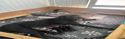 Great Dane dogs for sale: Chunky Great Dane puppies  - Advert 5