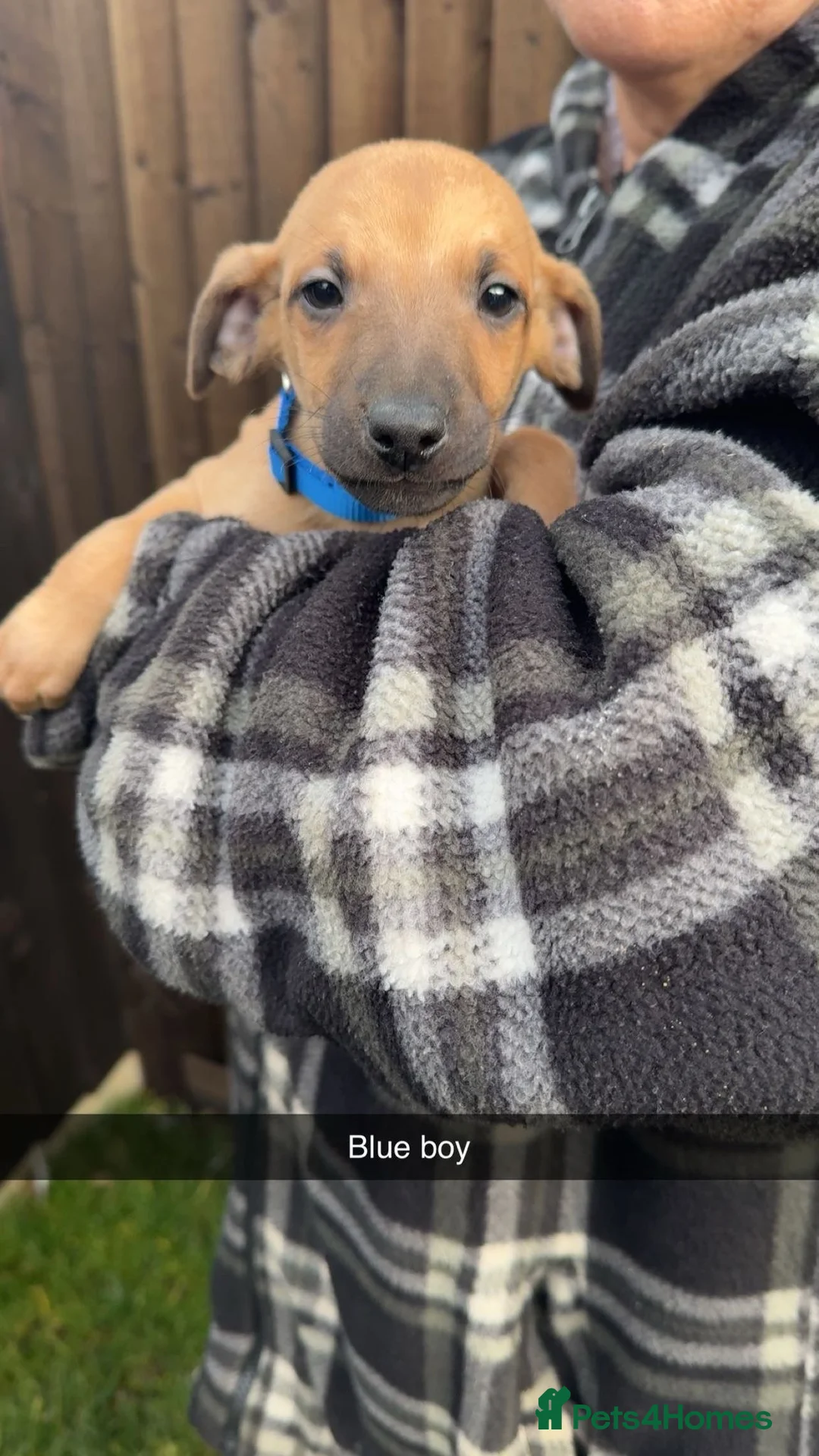 Mixed Breed dogs for sale: 3 adorable Wiggys  - Advert 2