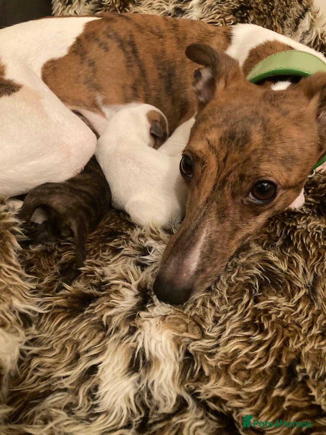 Whippet Puppies for sale in Market Harborough, Leicestershire