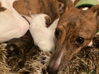 Whippet dogs - Advert 17