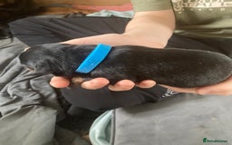 Rottweiler dogs for sale: Rottweiler  - Advert 28