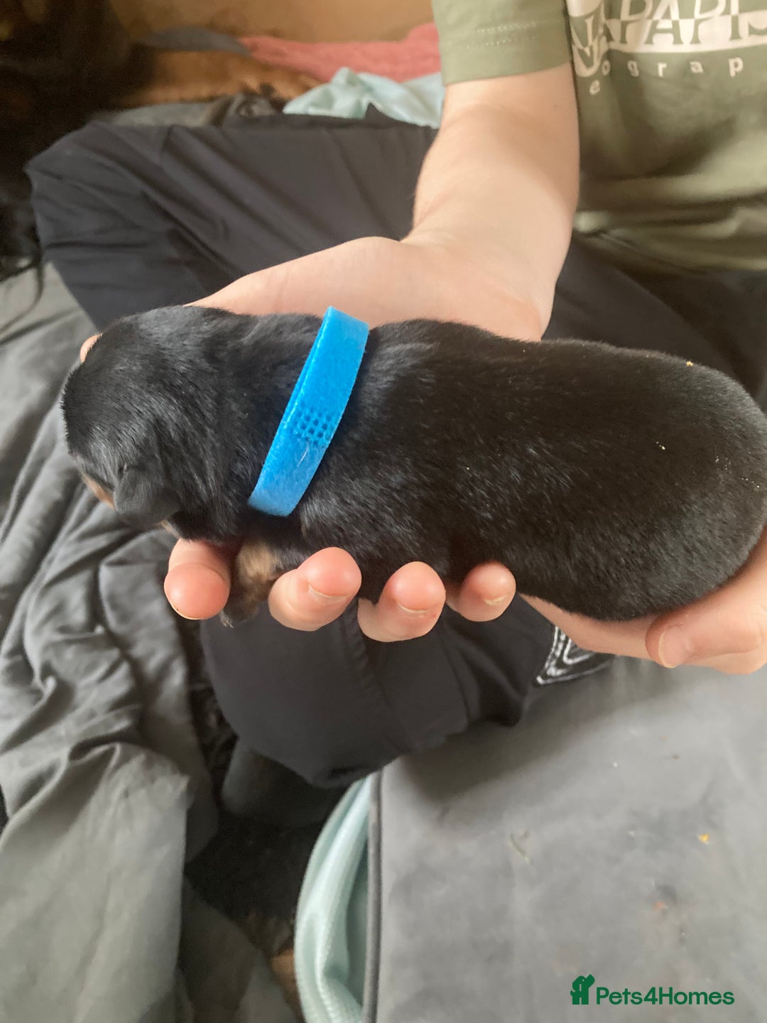 Rottweiler dogs for sale: Rottweiler  - Advert 28