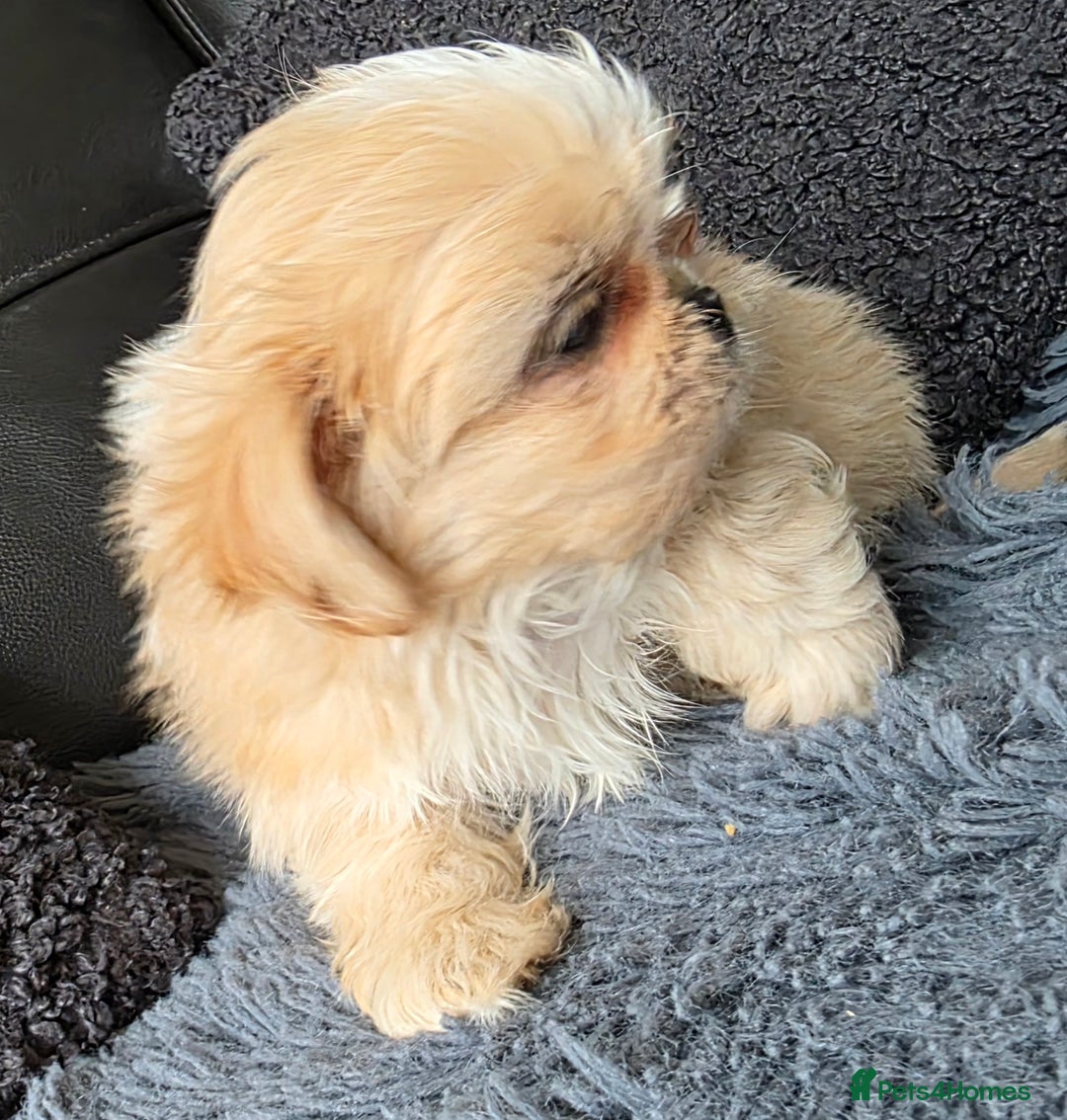 Shih Tzu dogs for sale: Ready now small/tiny Rare Brindle Imp Shih Tzu - Image 3