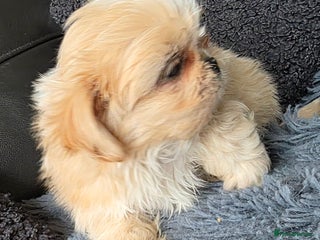 Shih Tzu dogs - Advert 5