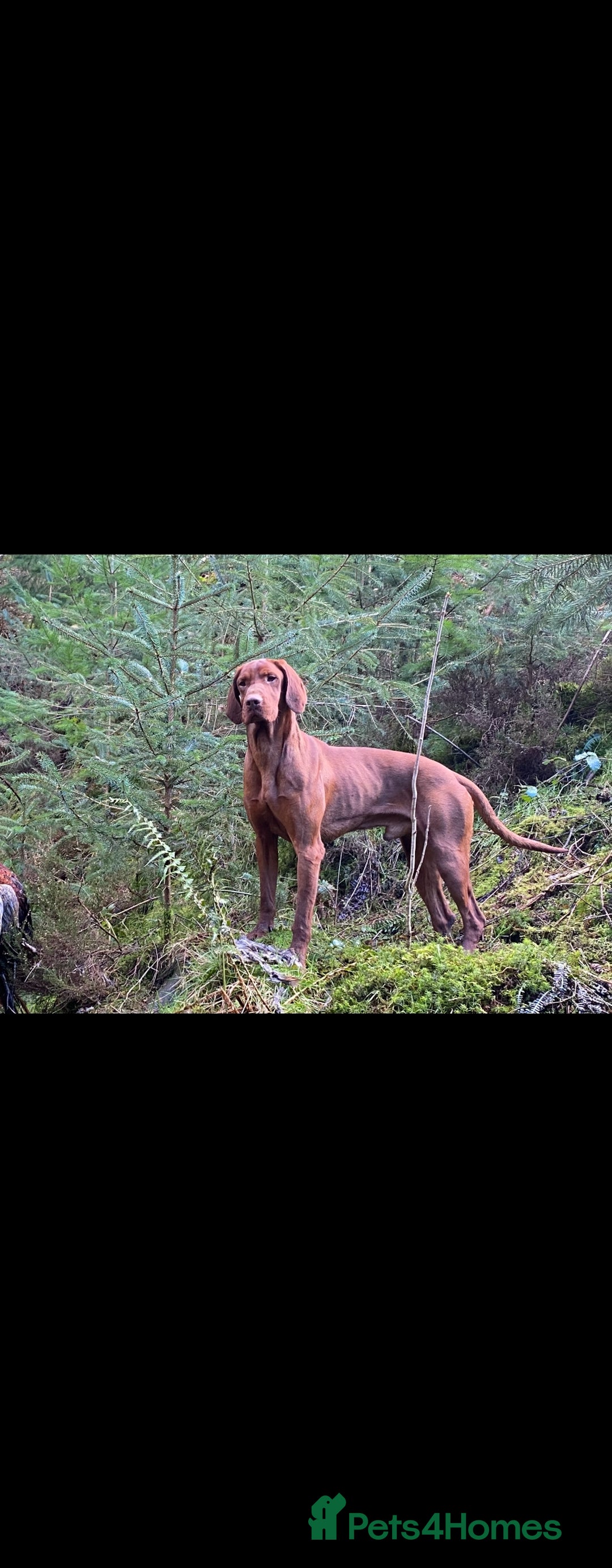 Hungarian Vizsla dogs for sale: 🏆🇭🇺 KC Registered Hungarian Vizsla Pups - Advert 11