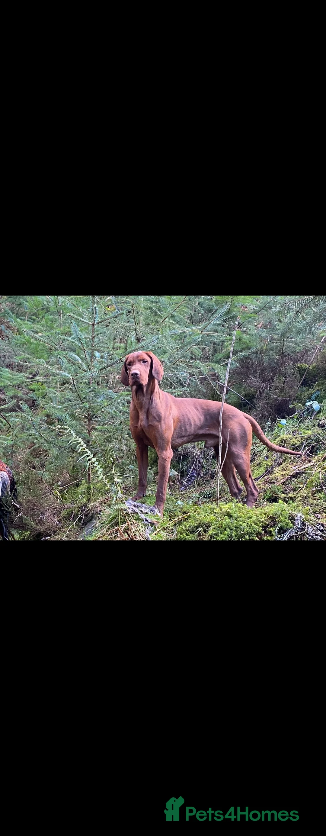 Hungarian Vizsla dogs for sale: 🏆🇭🇺 KC Registered fully trained HungarianVizsla - Advert 14